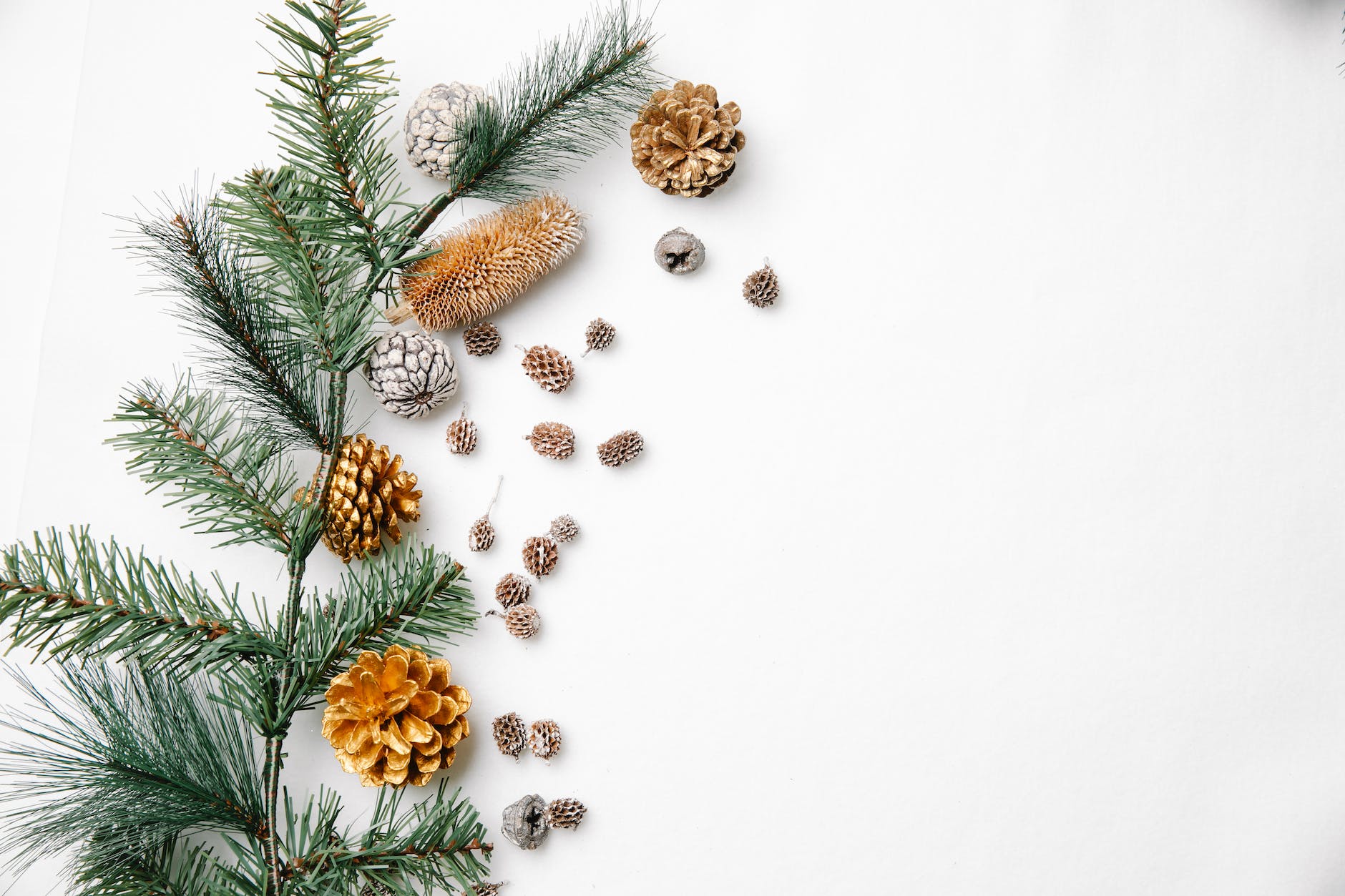 coniferous twigs and cones on white background