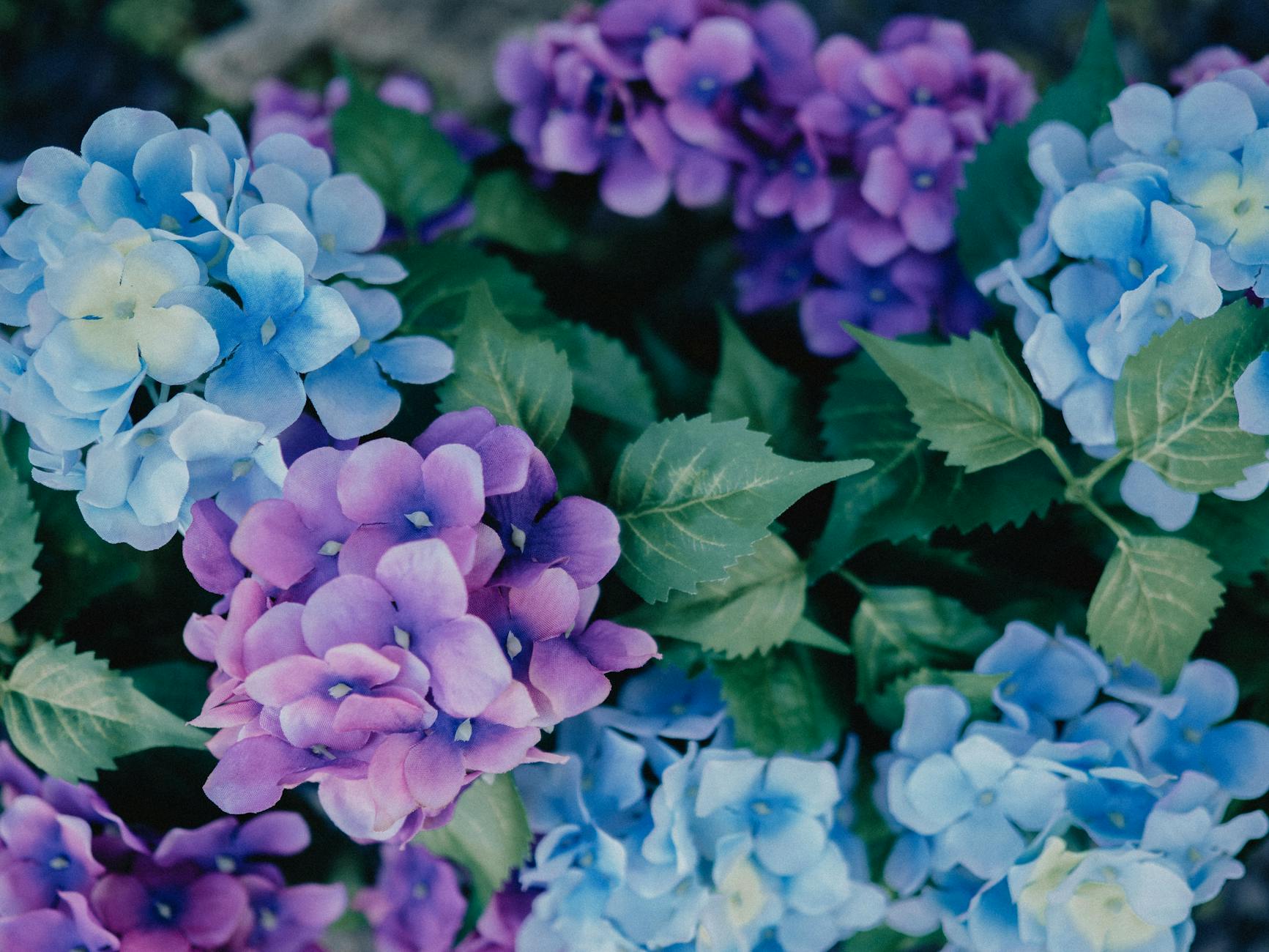 colorful hydrangea flowers