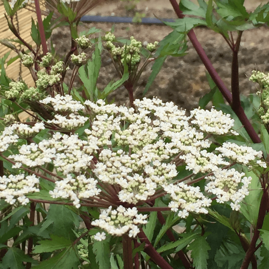 奈良特産の薬草・大和当帰葉茶
