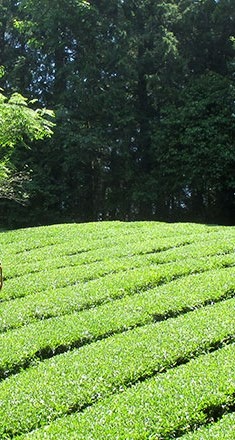 大和高原の日本茶
