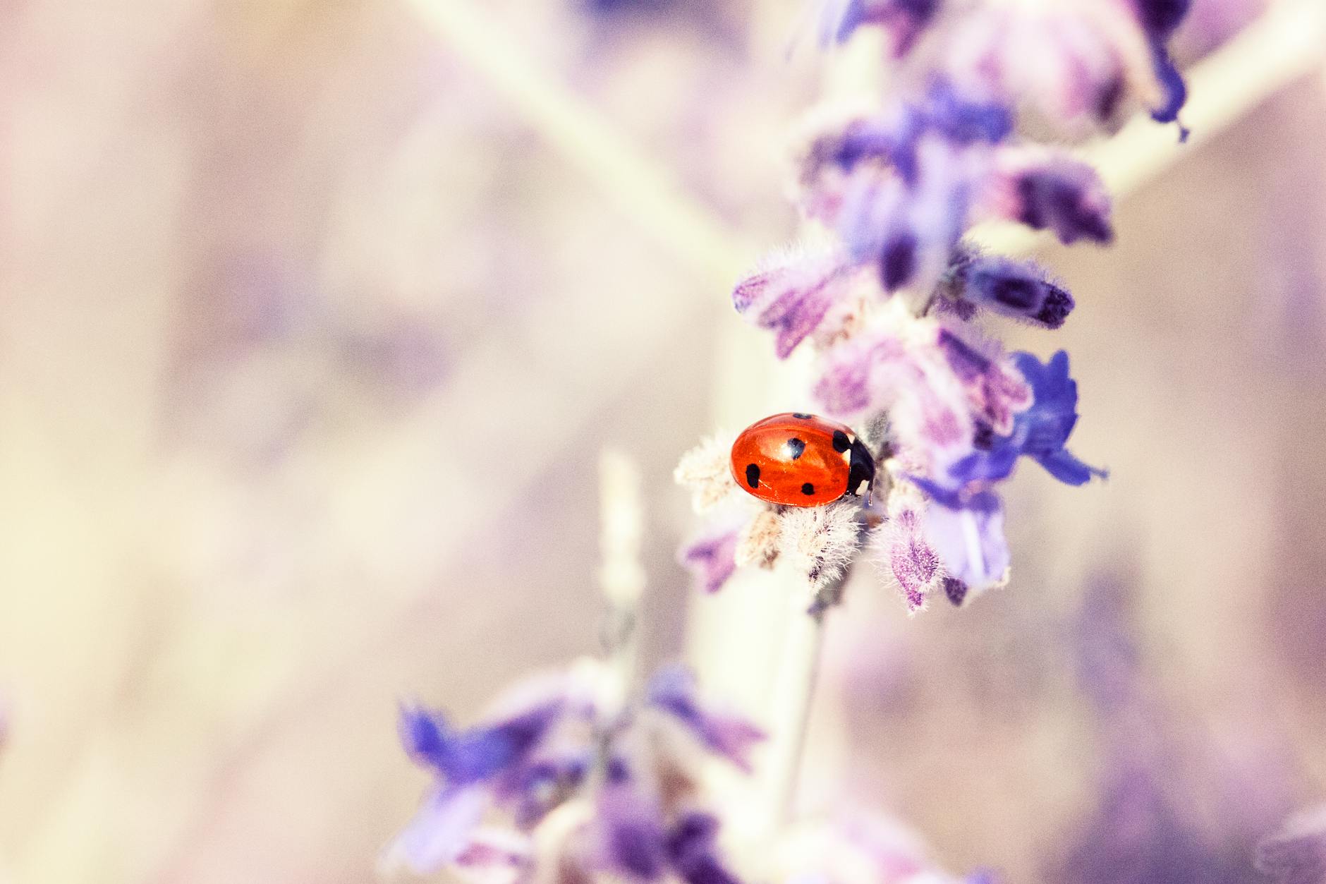 lady bug on purple flower