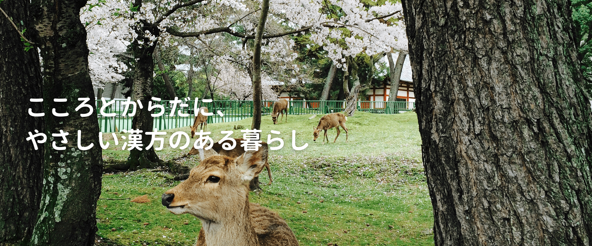 こころとからだにやさしい漢方のある暮らし1