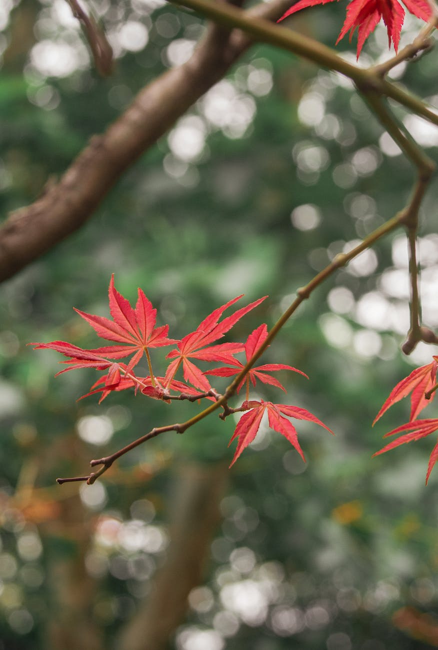 営業時間変更のお知らせ＜11/1（土）13時まで＞