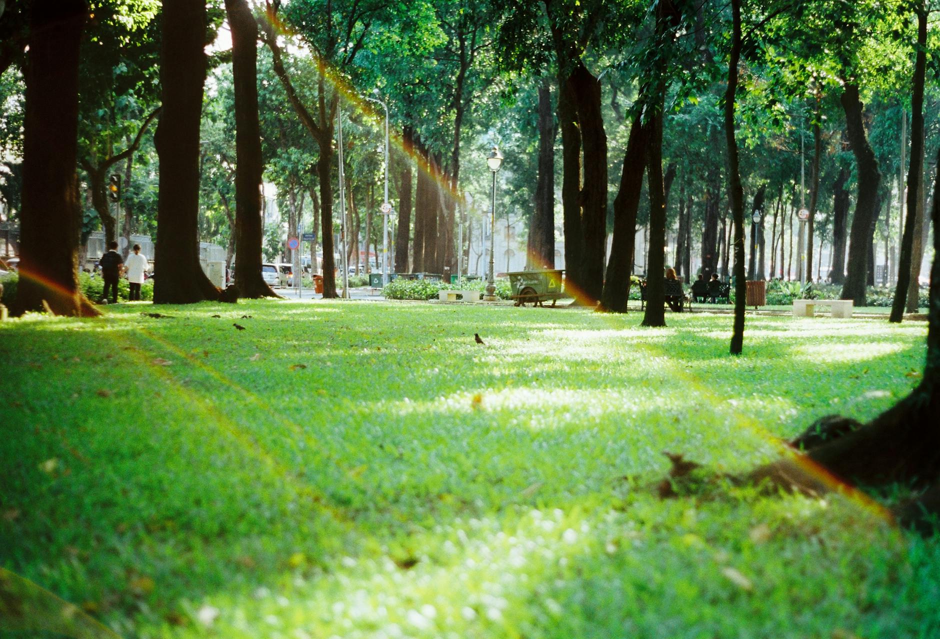rainbow rays shining through trees in park