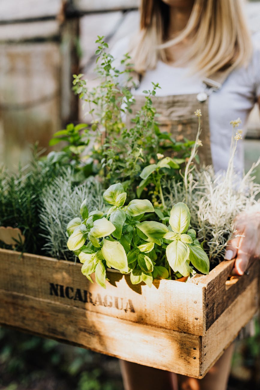 person holding a brown wooden crate with green plants